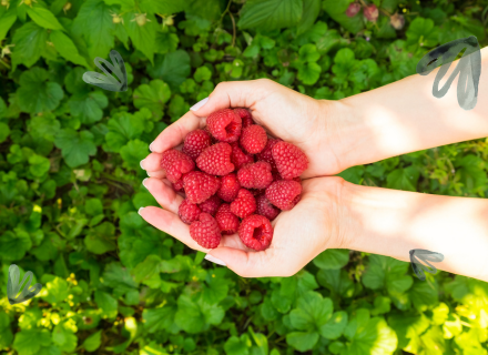 jak podac maliny niemowlakowi blw